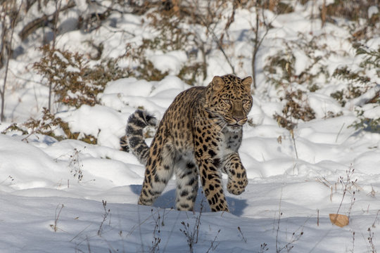 Amur Leopard