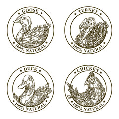 Set of farm birds labels. Engraving style. Vector illustration.