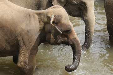 Elefantenherde in Indien