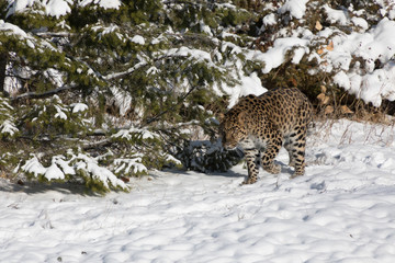 Amur Leopard