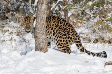 Obraz premium Amur Leopard