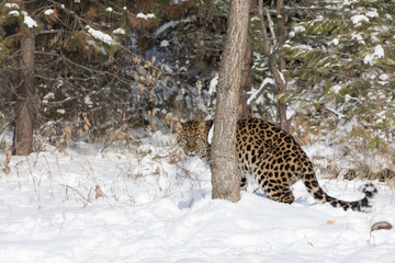 Amur Leopard