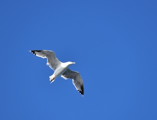 European herring gull