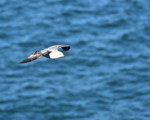 European herring gull
