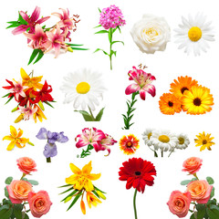 Collection of beautiful colorful flowers roses, irises, marigolds, daisies, lilies and other isolated on white background. Flat lay, top view