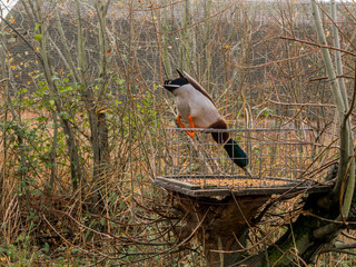 Cunning male mallard duck stealing food on the bird table put out for the smaller birds at...