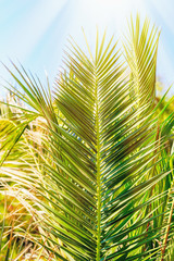 Palm leaves against the blue clear sky in bright sunlight