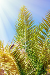 Palm leaves against the blue clear sky in bright sunlight