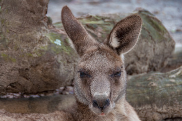 Australian kangaroo animal close up portrait