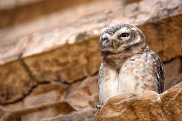 Spotted owlet or Athene brama