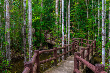Fototapeta premium A winding path with a beautiful fence in the nature reserve of Thailand, Krabi province