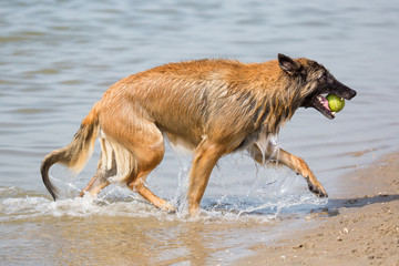 Fototapeta na wymiar Hund spielt mit Ball am Strand/Meer