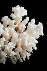 Dry white coral isolated on black