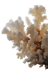 Dry white coral isolated on white