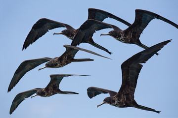 Fototapeta premium Riesiger Fregattvogel-Schwarm auf Curacao (Niederländische Antillen / ABC-Inseln)