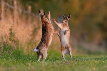Boxing Hares