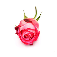 Bud rose beautiful flower pink isolated on white background. Wedding card. Greeting. Summer. Spring. Flat lay, top view. Love. Valentine's Day