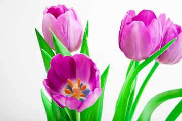tulip flower in studio quality 8 March postcard
