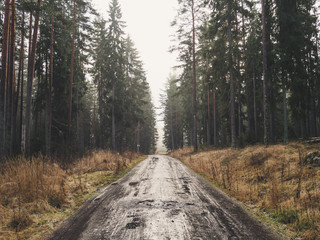 Icy road in misty forest morning. Winter or autumn landscape in Sweden. Vintage look.