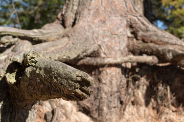 Beach Roots