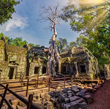 Root of a tree on a temple in Angkor Wat, Cambodia. Sunflare on the trees