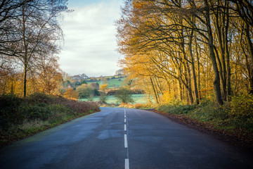 Fototapeta premium tree