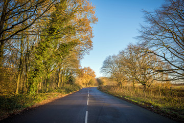 Fototapeta premium tree