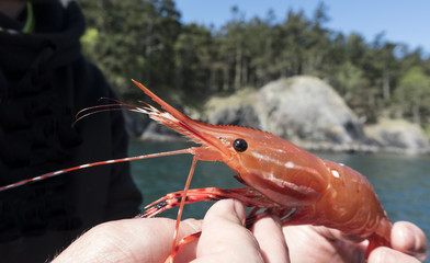 Holding a Freshly Caught Spot Prawn © CascadeCreatives
