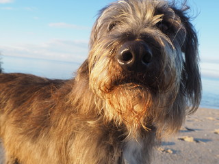 Hundeportrait eines Mischlings am Strand von Sylt frontal Richtung Nase fotografiert