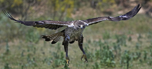 Bonellis eagle (Aquila fasciata) © dennisjacobsen