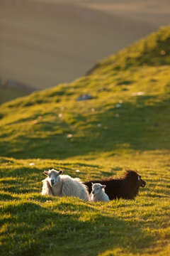 Faroe island, sheep