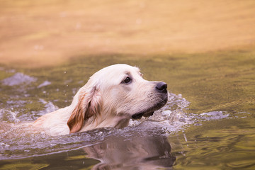 golden retriever dog during his first swim in a lake in belgium