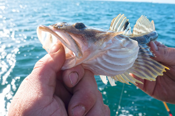 Fisherman Holding Sculpin Bullhead Fish Sideways - Caught in Puget Sound Washington USA