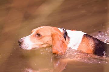 beagle dog during his first swim in a lake in belgium