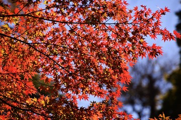 紅葉の季節