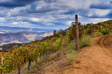 Fototapeta premium Malibu Wine Safaris