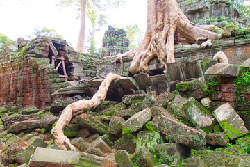 The Ceiba tree (cotton tree) in the temple of Angkor Wat.