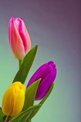 Tulip flower in studio quality 8 March postcard