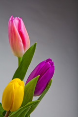 Fototapeta premium Tulip flower in studio quality 8 March postcard