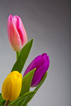 Tulip flower in studio quality 8 March postcard