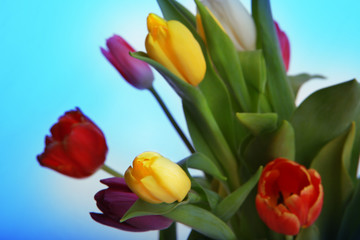 Tulip flower in studio quality 8 March postcard