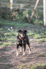 black dog isolated