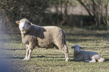 Naklejka premium sheep pasture field