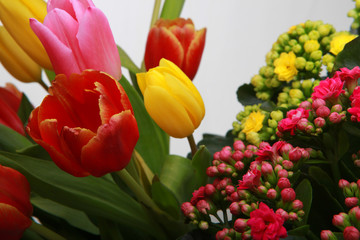 Tulip flower in studio quality 8 March postcard