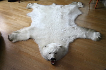 Polar bear skin / Polar bear skin on the floor