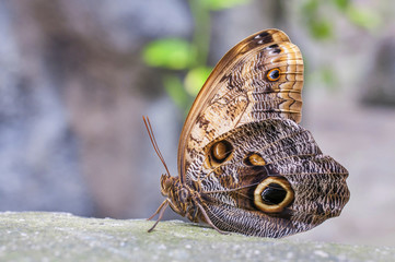 Owl butterfly Calligo memnon