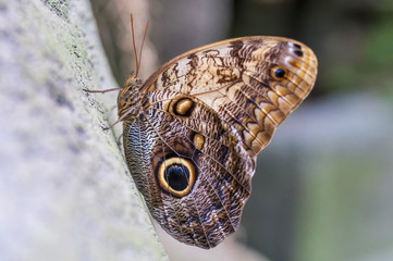 Owl butterfly Calligo memnon
