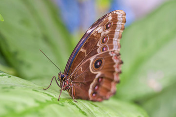 Obraz na płótnie Canvas Blue butterfly Morpho Peleides