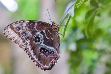 Butterfly Morpho Peleides