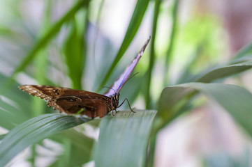 Butterfly Morpho Peleides